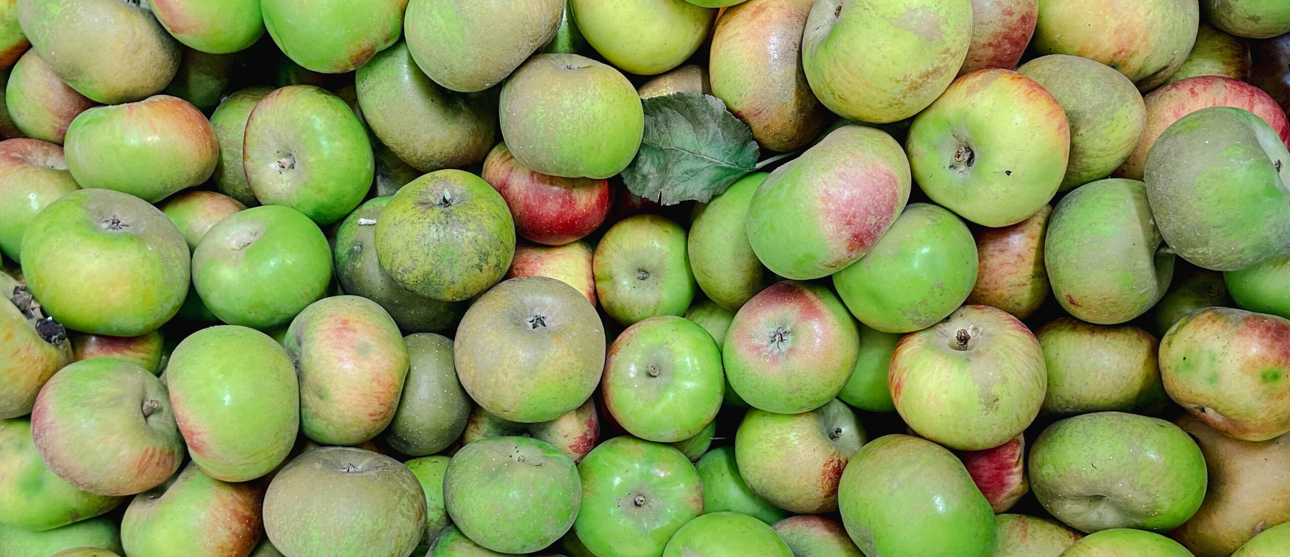 Mele appena raccolte