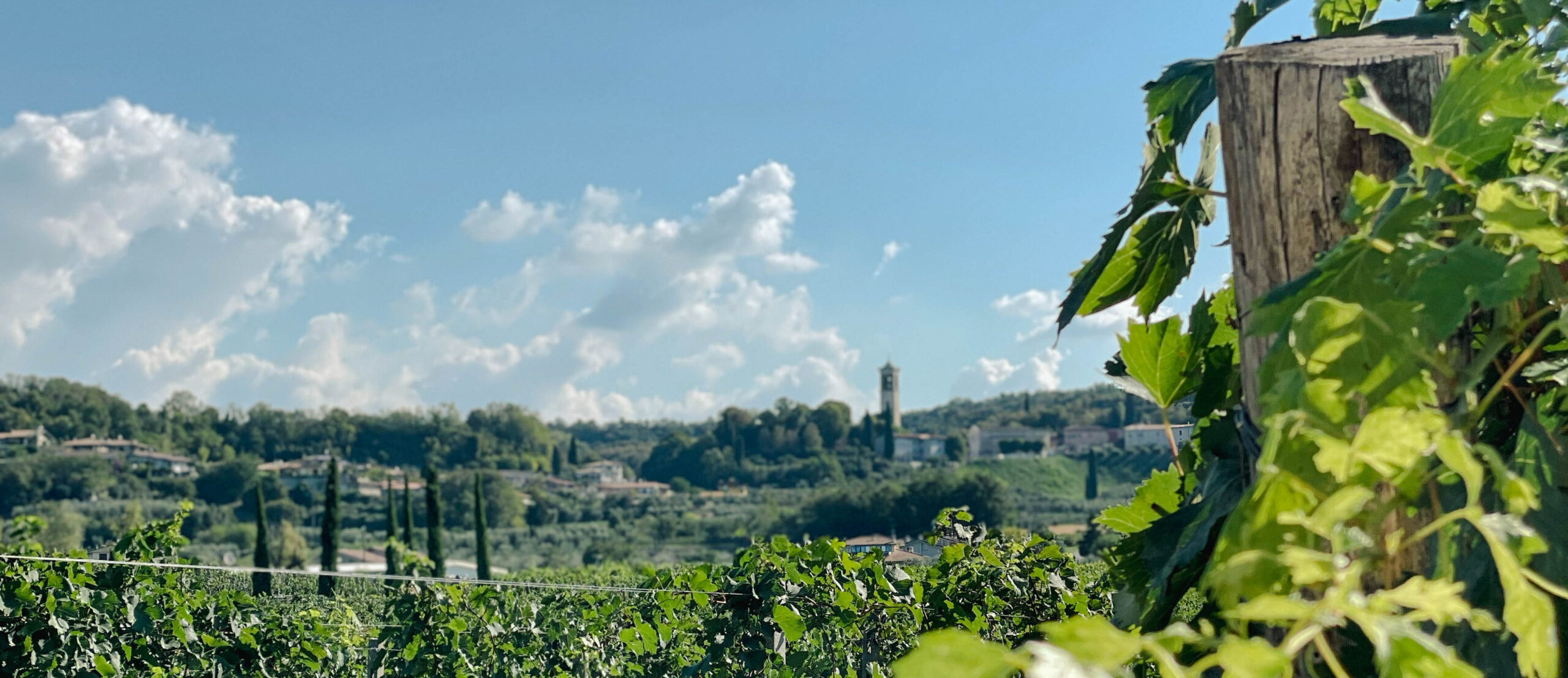 Vigneto con borgo e campanile sullo sfondo